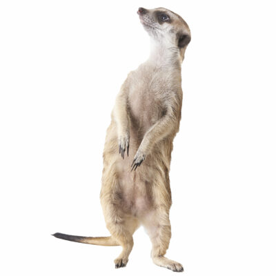 Erdmännchen Erdmännchen